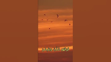 غروب الشمس مع الطيور المهاجرة #quran #تلاوات #آيات #تلاوة #عبر #قرآن #trending #اسلام