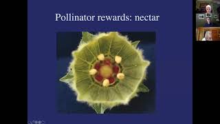 Interactions Between Plants and Pollinators with Timothy Spira