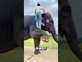 Clever Elephant Gives Back The Girl Dropped Stick
