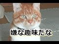 留守にしている間はひとりで何してるんだ？【侵入した野良仔猫】～家猫修行中～