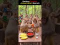 Ranking Animal Instant Regret Moments 🐶😳