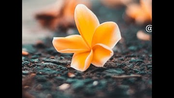 (نُّورٌ عَلَىٰ نُورٍ ۗ يَهْدِي اللَّهُ لِنُورِهِ مَن يَشَاءُ ۚ )سورة النور