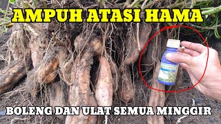 cara aku atasi hama boleng dan ulat
