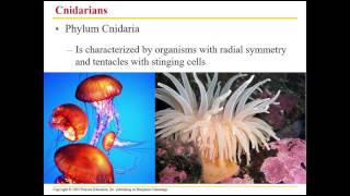 Chapter 17 Evolution of Animals