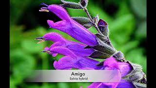 Salvia and more from Jaldety