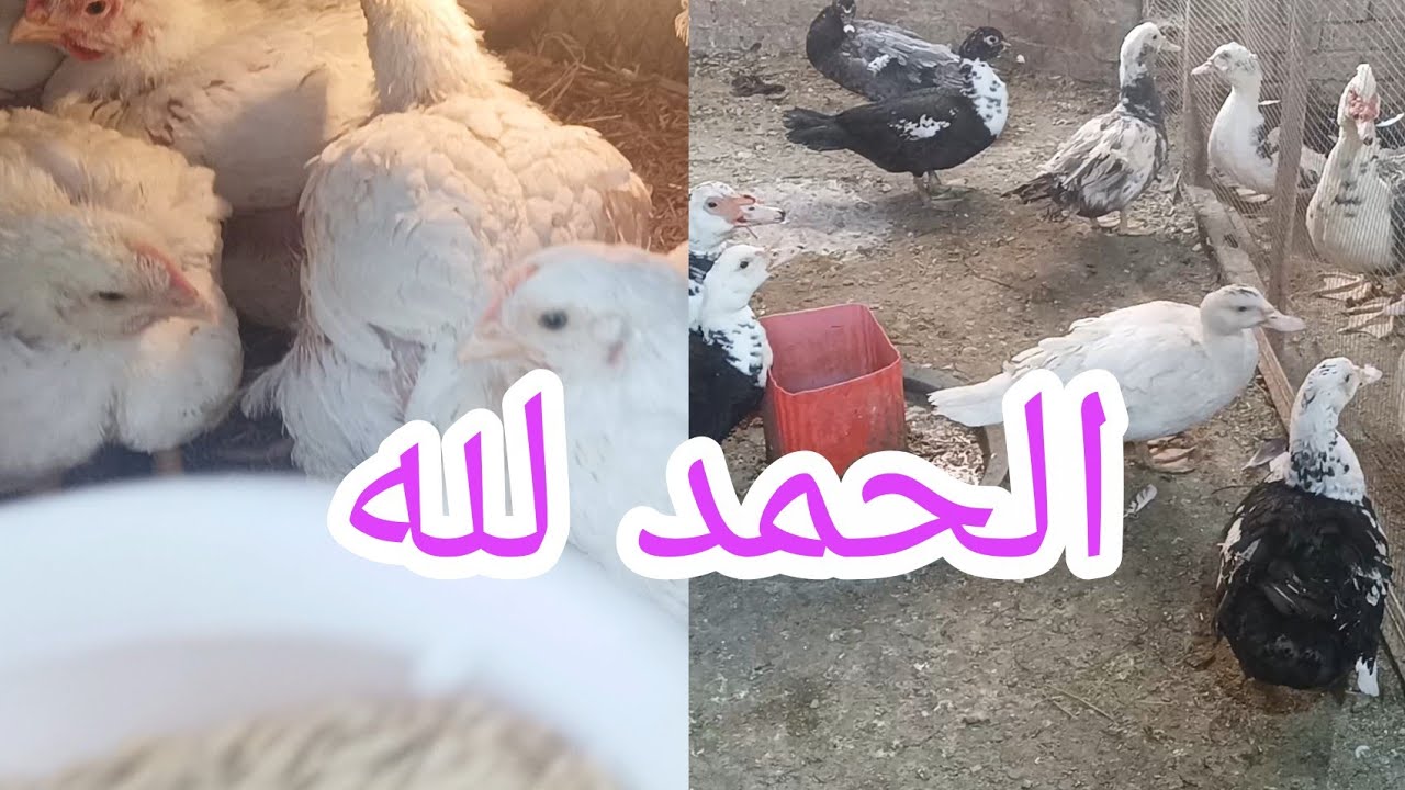 صعب عليا والله 💔 غيرت العلف الفراخ البيضا ⁉️ وكان لازم أخد الأزازة وأنا طالعة معايا