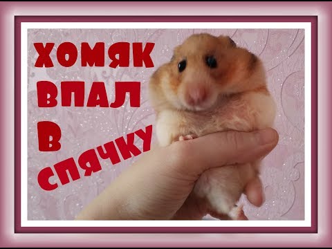 Вопрос: Как вывести хомяка из спячки?