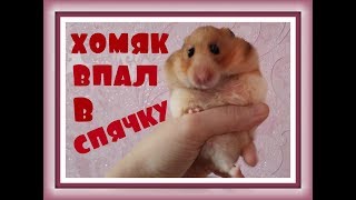 ХОМЯК ВПАЛ В СПЯЧКУ Милый сирийский хомячок уснул на руках ДОМАШНИЕ ХОМЯКИ ХОМЯК ВПАЛ В СПЯЧКУ Милый сирийский хомячок уснул на руках ДОМАШНИЕ ХОМЯКИ