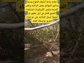 شاهد زراعة بستان خوخ في بستان موالح الإنتاجية عاليه جدا بنفس الخدمه وبنفس الرعايه والكيماويات