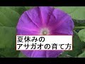 アサガオの育て方
