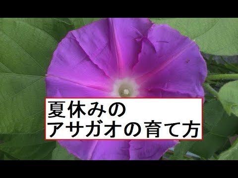 アサガオの育て方 Youtube