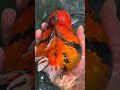 Such a fat goldfish! It can't even swim anymore #fishing #fish #koi #food