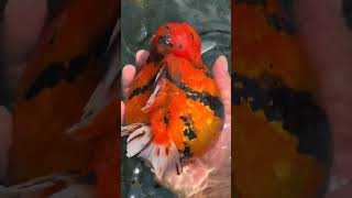 Such a fat goldfish! It can't even swim anymore #fishing #fish #koi #food