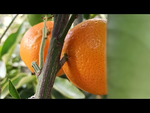Zitruspflanzen überwintern: Diese Methode funktioniert seit 3 Jahren