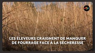 Drought: forage will be in short supply