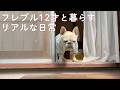 【平屋暮らし】老犬フレブルと小さな庭で穏やかに過ごす陽だまりの時間