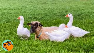 Flock of Geese Adopts a Lonely Sheep | Cuddle Buddies