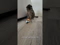 Viral cat toy your cat will adore! #cattoys