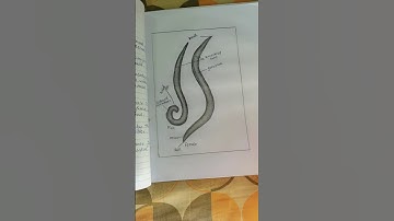 Up board...board exam practical file  practical exam 2023 || Biology practical class 12......📝📕📔📔