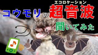 Hearing by Bats　（コウモリの聴覚） Hearing by Bats （コウモリの聴覚） 【公式通販】