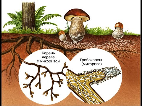Базидиомицеты (общая характеристика)