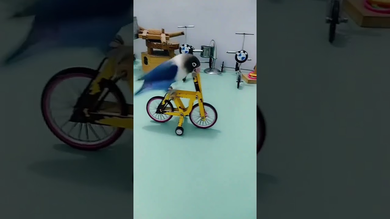 Bird IQ .A beautiful moment 