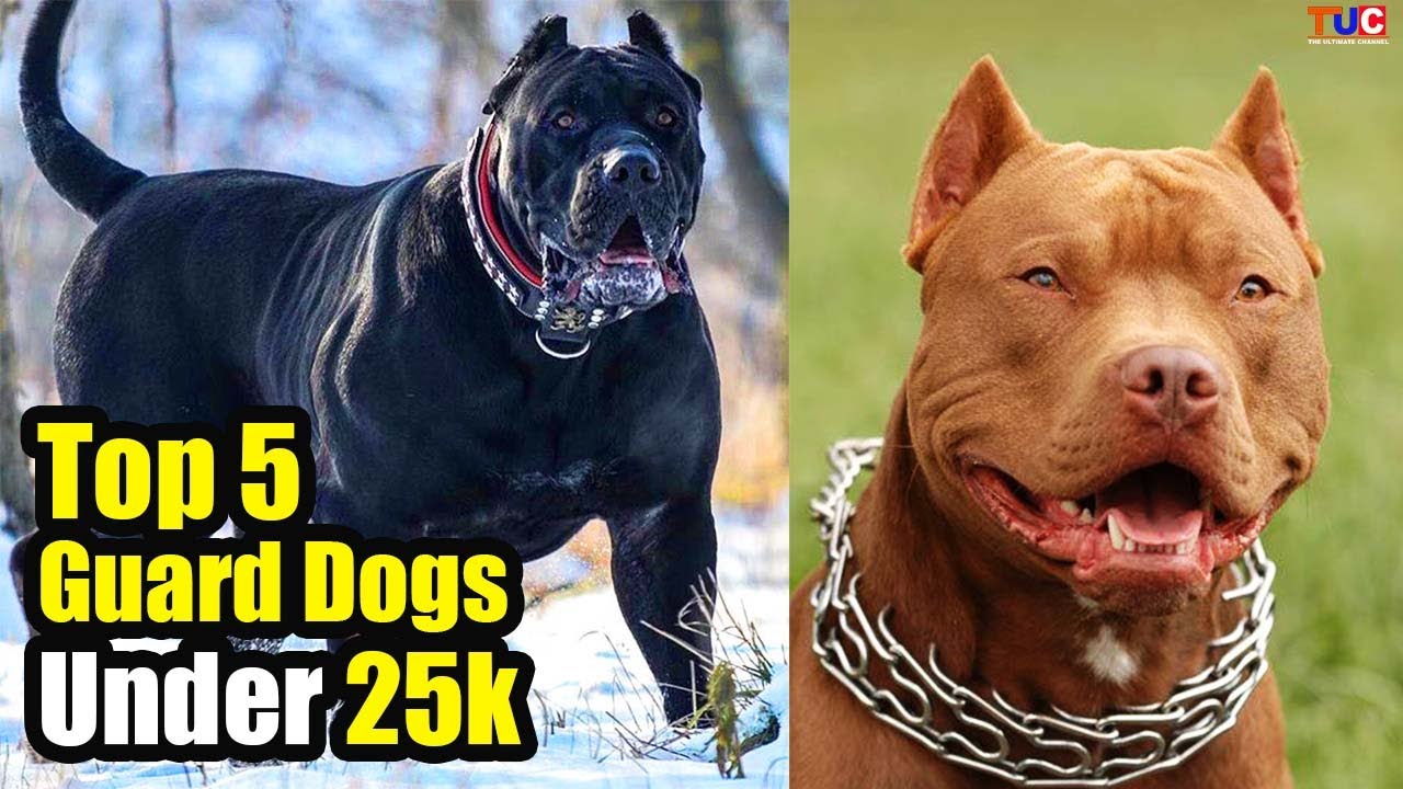 5 Guard Dog Breeds For You Under 25k : TUC - YouTube