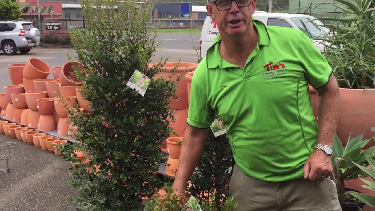 The best plant for a hedge?