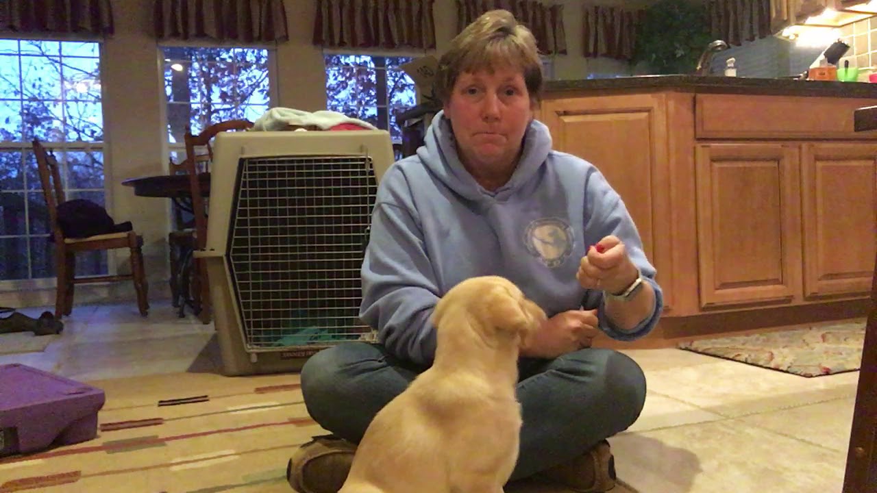 Teaching Your Puppy to Sit YouTube