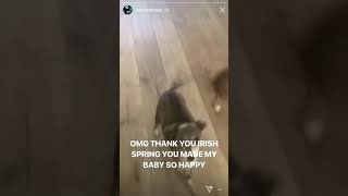 dog ate irish spring soap