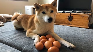 How To Cook The Perfect Egg