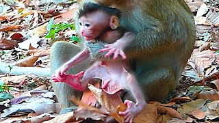 What happens to a Newborn Baby? during living with mother (Real Monkey 2024)