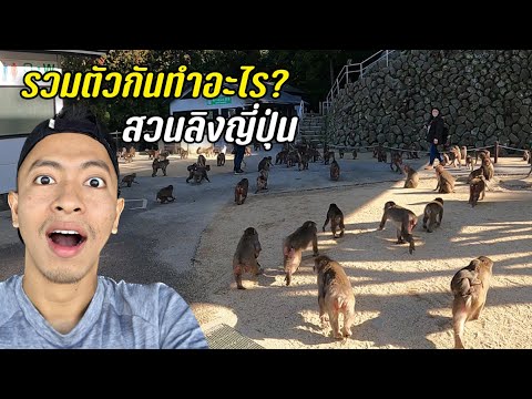 วีดีโอ: คู่มือเที่ยวสวนลิงป่าของญี่ปุ่น