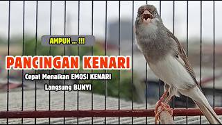 Kenari GACOR Panjang, Suara PANCINGAN Kenari PAUD Belajar Bunyi Ngeriwik | Masteran Kenari Paud #760