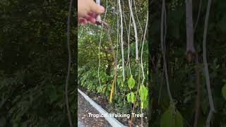 Tropical walking tree on our farm