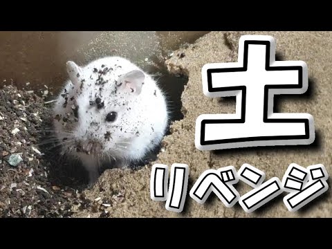 ハムスター どれだけ崩れても土で育てるジャンガリアンハムスター かわいい 飼い方 癒し 土飼育 Keeping A Hamster In The Soil Youtube