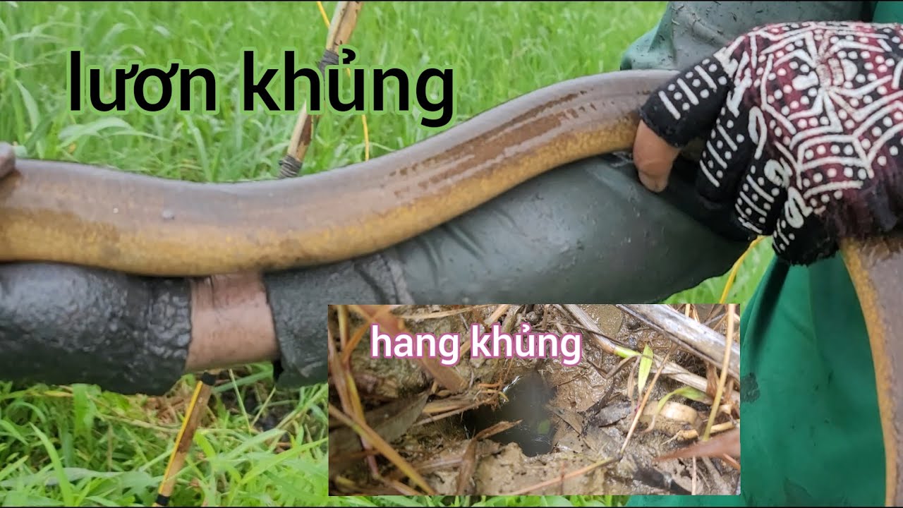 Quá hên vô ngay đám cỏ cắt cho bò . Lụm 7 con lươn khủng