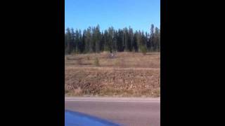 Welder chased by bear