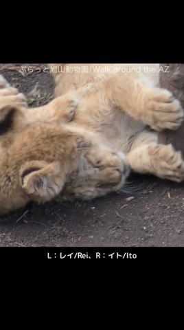 負けない!Not giving up!#ライオン #オリトイオイトフウレイ #ファミリー #赤ちゃん #lion #cute #animal #cubs