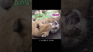 負けない！Not giving up!＃ライオン #オリトイオイトフウレイ #ファミリー  #赤ちゃん  #lion #cute #animal  #cubs