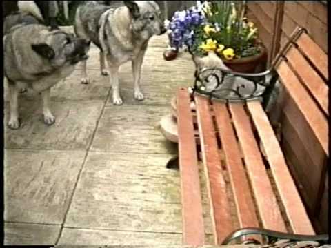 Video: Noorse Elkhound Dog Ras Allergene, Gesondheid En Lewensduur