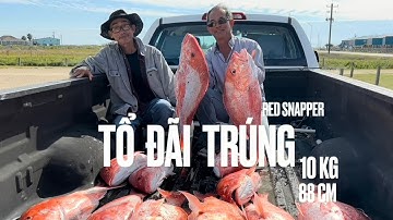 190🎣 Ra Khơi Hốt Cá Hồng Khủng, ở Mỹ ( Red Snapper)