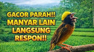 Download Lagu Suara Manyar Gacor Banget!! Auto bikin emosi dan ikut gacor!! 🐦🔥 MP3