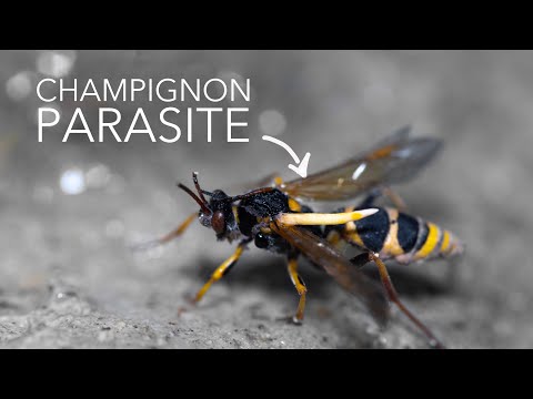 CORDYCEPS, un champignon mangeur de guêpes
