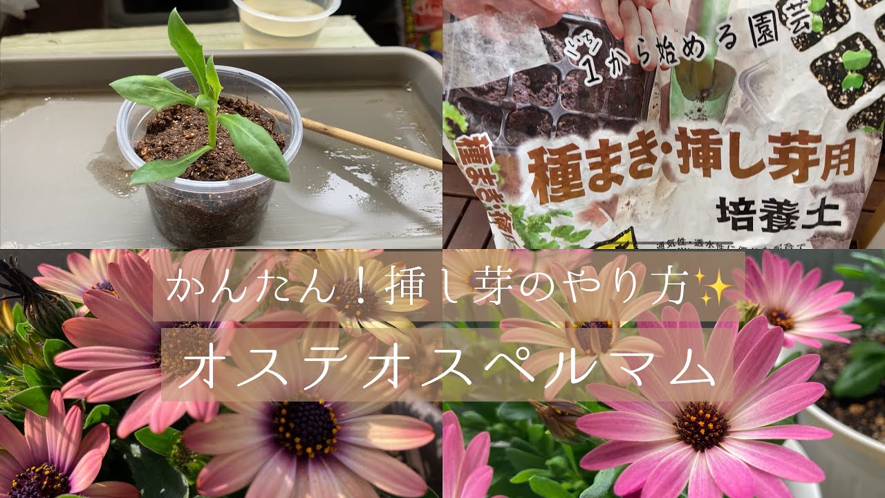 かんたん挿し芽のやり方💐｜使用材料と裏ワザ紹介【オステオスペルマム