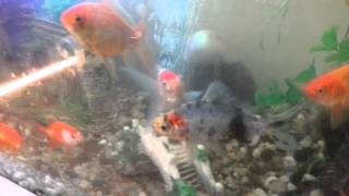 Best Freshwater Aquarium Fish - with volcano!!