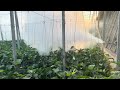 Portable fogging machine, fills the entire room, eliminates all blind spots, and has strong adhesion