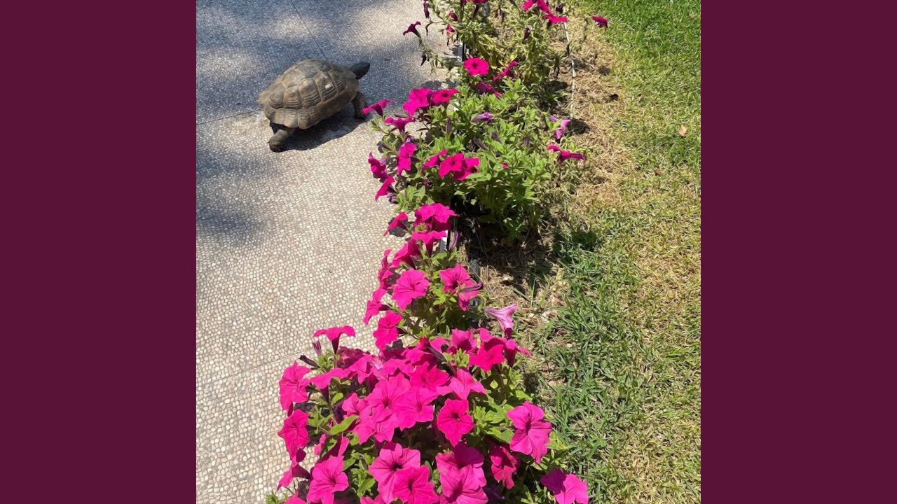 Watch Wenn du willst on YouTube Watch Wenn du willst on YouTube