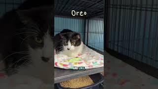 🐈🐈‍⬛🫶🏻🐱 #joyfulliving #catrescue #animalrescue #rockford #rockfordillinois #rockfordil @leahpripps