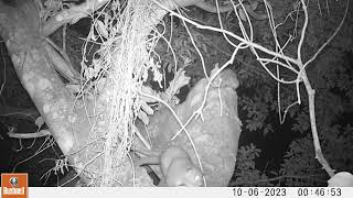 Camera Trap Video 6 Of 9 Kinkajou Potos Flavus In Los Tuxtlas Biosphere Reserve